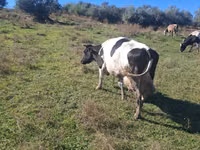 母牛, Simmental cattle — 照片 2