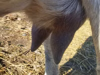 عنزة, Saanen goat — الصورة 4