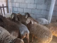 Cabra, Cabras — foto 2