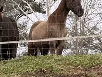 Stute, Rocky Mountain Horse — Foto 4