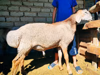كبش, Arashan sheep — الصورة 4