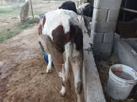 母牛, Cattle — 照片 4