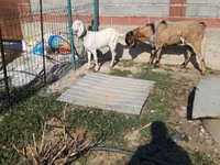 Cabra, Cabras — foto 1