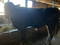 ثور, Swiss cattle — الصورة 4