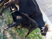 गाय, मवेशी — फ़ोटो 2