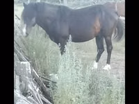 Caballo, Caballos — foto 1