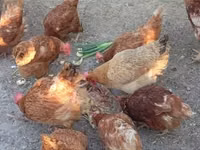 Chickens — Foto 6