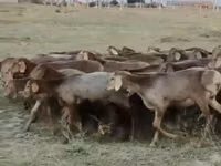 نعجة, Arashan sheep — الصورة 2