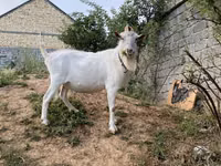 Ziegen (Partie, Geschlecht nicht angegeben), Saanen goat — Foto 1