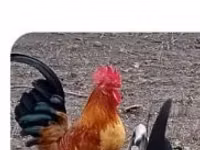 Chickens — Foto 2