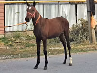Caballo, Caballos — foto 4
