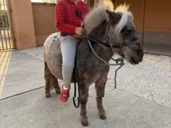 Айғыр, Falabella