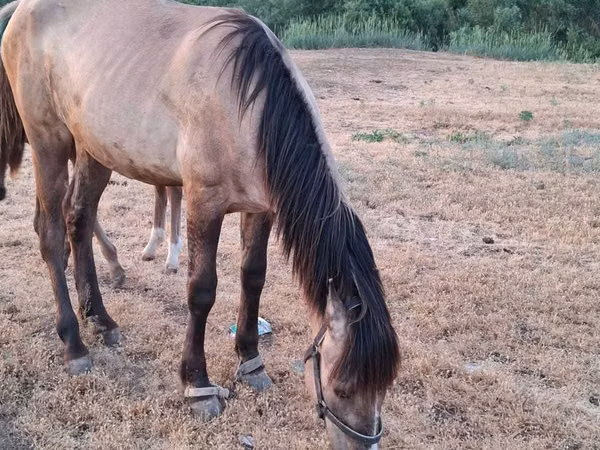 خيول (دفعة، الجنس غير محدد), الخيول
