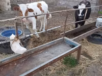 أبقار (دفعة، الجنس غير محدد), Simmental cattle — الصورة 3
