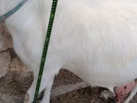 母山羊, Goats — 照片 1