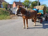 Hengst, Pferde — Foto 4