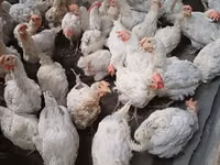 Chickens — Foto 2