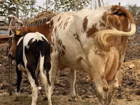 Kuh, Russian Black pied cattle — Foto 3