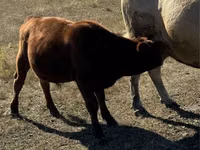 Bulle, Rote hornlose Kuh — Foto 6
