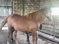 Hengst, Kustanai horse — Foto 5