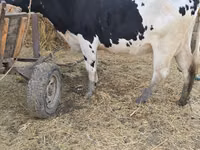 Vaca, Russian Black pied cattle — foto 4