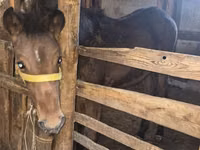Caballo, Caballos — foto 2