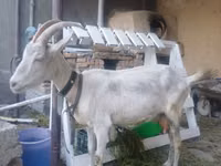 母山羊, Saanen goat — 照片 1