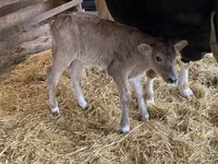 Vaca, Raza Holstein — foto 1