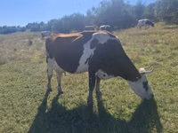 母牛, Simmental cattle — 照片 3