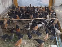 Chickens — Foto 1