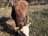 Ziegenbock, Ziegen — Foto 2