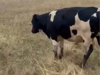 公牛, Latvian Blue cattle — 照片 2