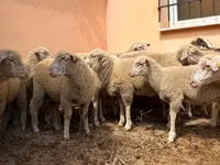 كبش, Ile-de-France sheep — الصورة 1