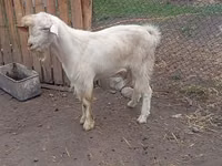 Ziegenbock, Saanen goat — Foto 4