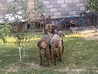 Schaf, Hissar sheep — Foto 2