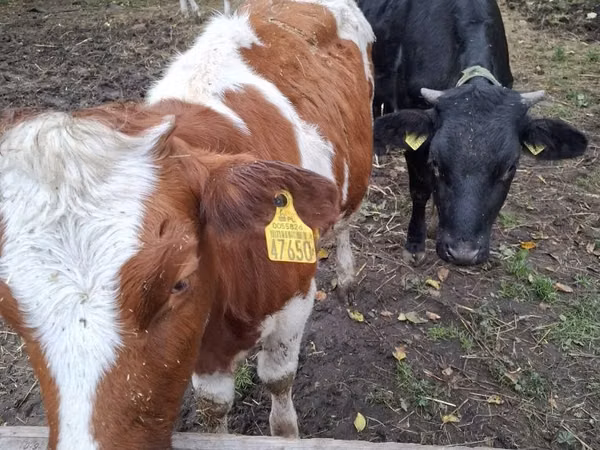 Cow, Simmental cattle