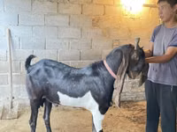 Ziegenbock, Kamori goats — Foto 1