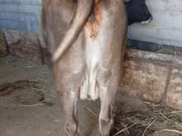 母牛, Cattle — 照片 3