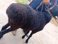 Widder, Hissar sheep — Foto 1