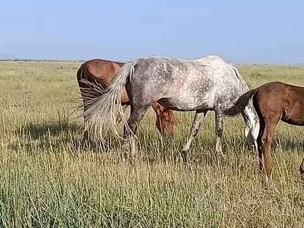 فرس, الخيول