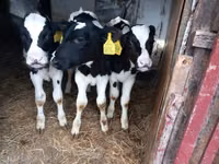 Bulle, Russian Black pied cattle — Foto 3