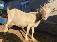 Ziege, Saanen goat — Foto 6