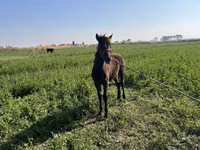 Hengst, Pferde — Foto 6