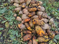 Продаю свеклу — फ़ोटो 1