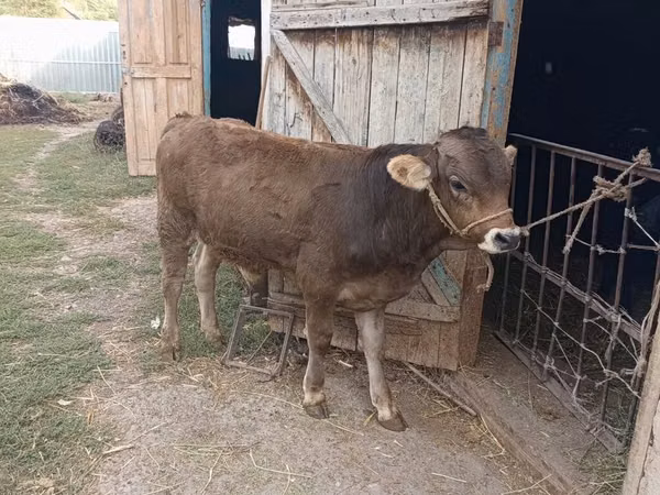 公牛, Swiss cattle — 吉尔吉斯斯坦