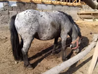 Hengst, Appaloosa — Foto 1