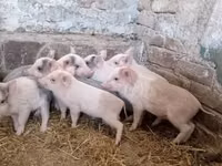Schweine (Partie, Geschlecht nicht angegeben) — Foto 2