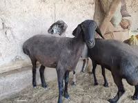 Ram, Sheep — photo 8