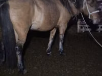 فرس, Kazakh horse — الصورة 2