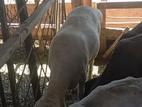 كبش, Merino sheep — الصورة 1